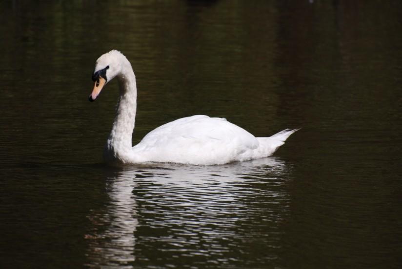 cigno Foto cigno