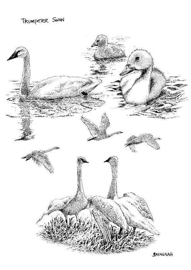 cigno Disegno da colorare cigno