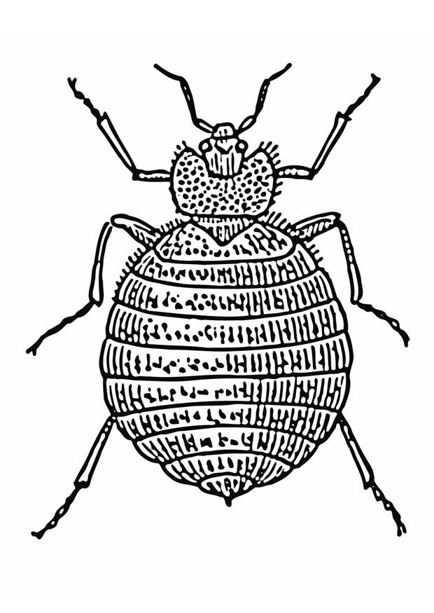 cimice Disegno da colorare cimice