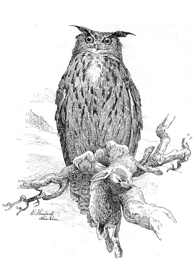 civetta Disegno da colorare civetta