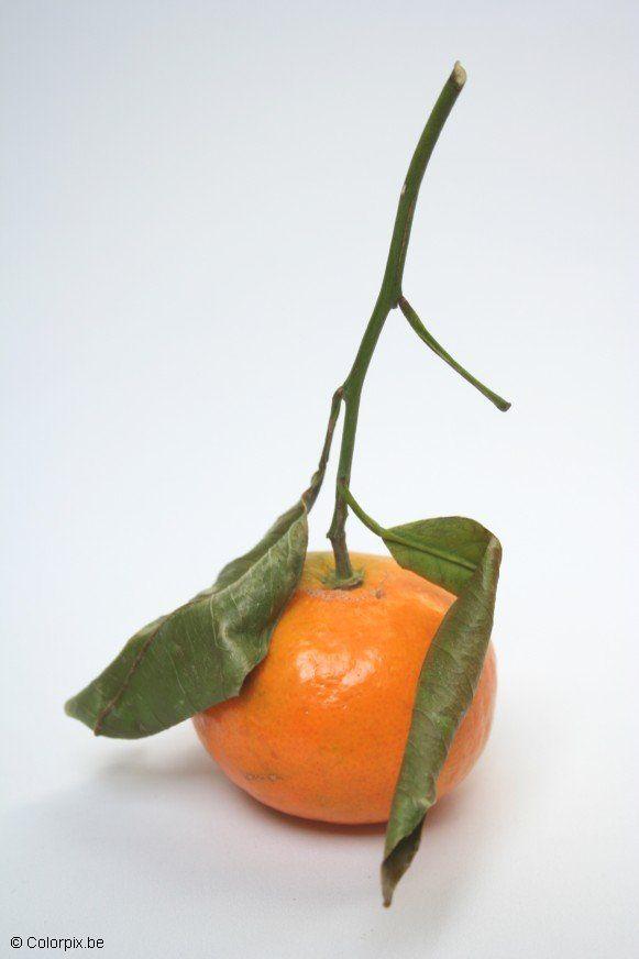 clementine Foto clementine