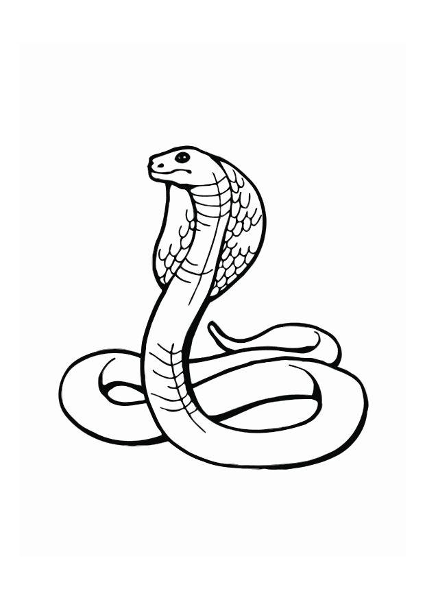 cobra Disegno da colorare cobra