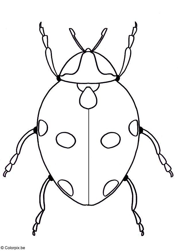 coccinella Disegno da colorare coccinella