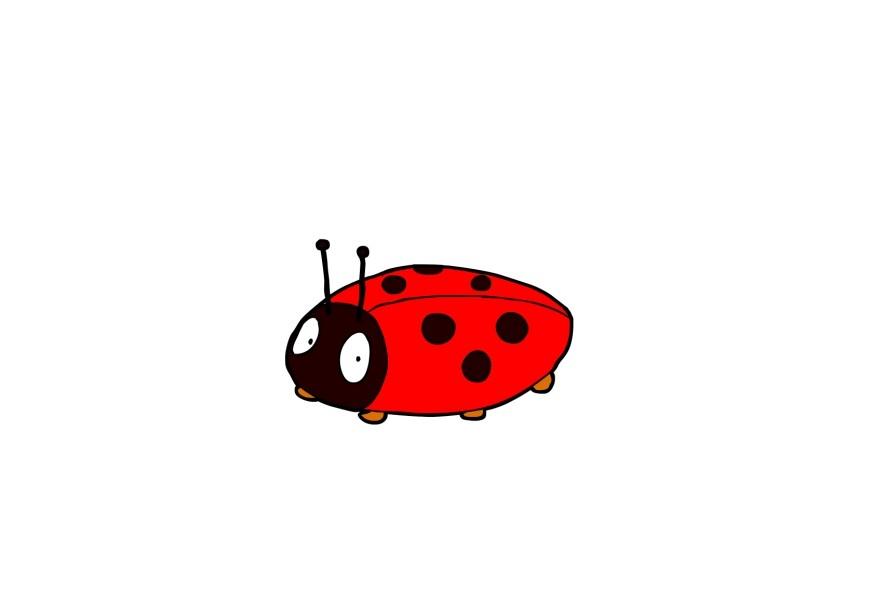 coccinella immagine coccinella