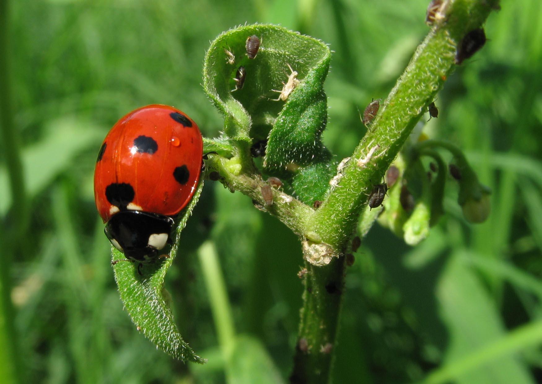 coccinella con afidi Foto coccinella con afidi