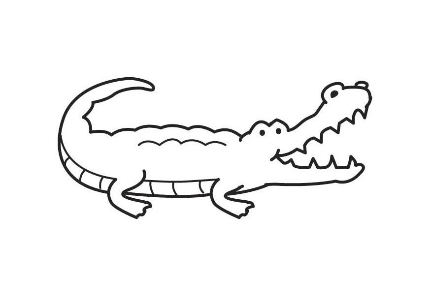 coccodrillo Disegno da colorare coccodrillo
