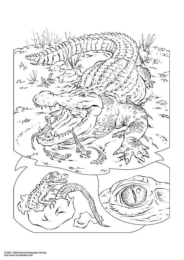 coccodrillo Disegno da colorare coccodrillo