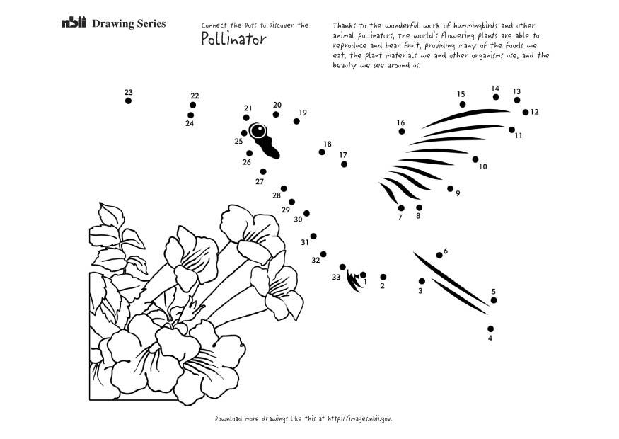 Disegno da colorare colibri