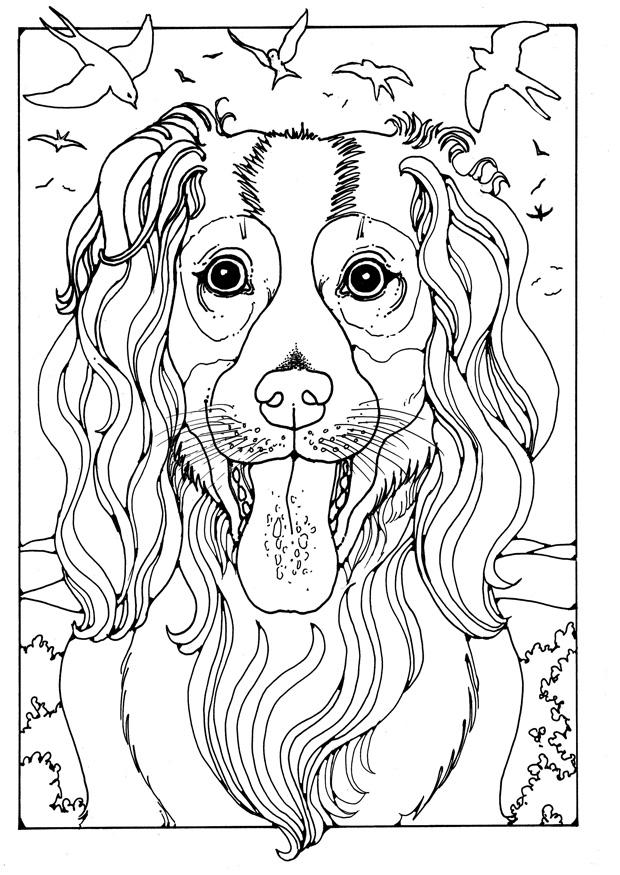 collie Disegno da colorare collie
