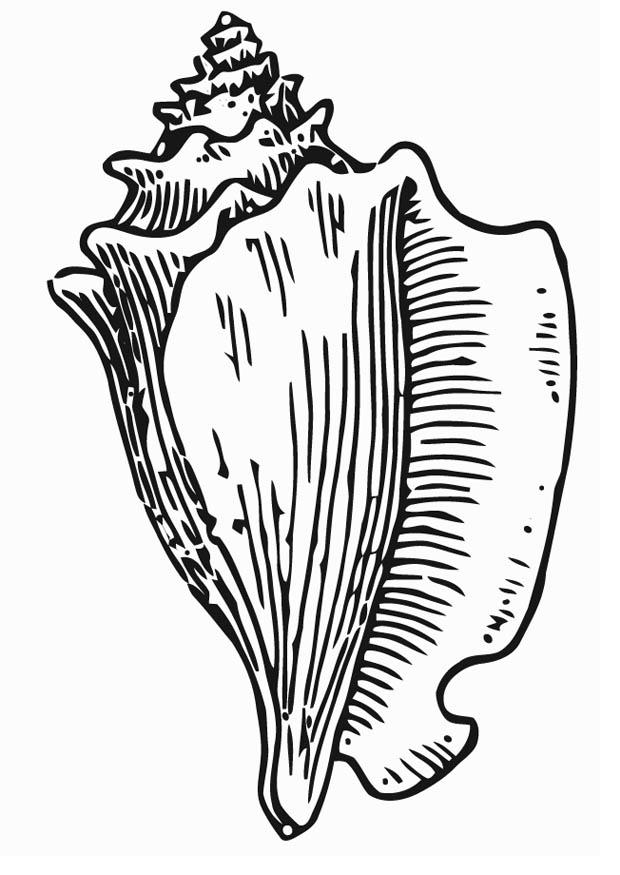 conchiglia Disegno da colorare conchiglia