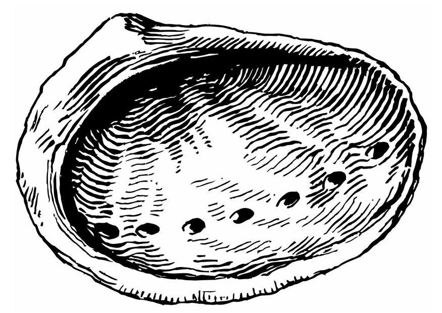conchiglia Disegno da colorare conchiglia