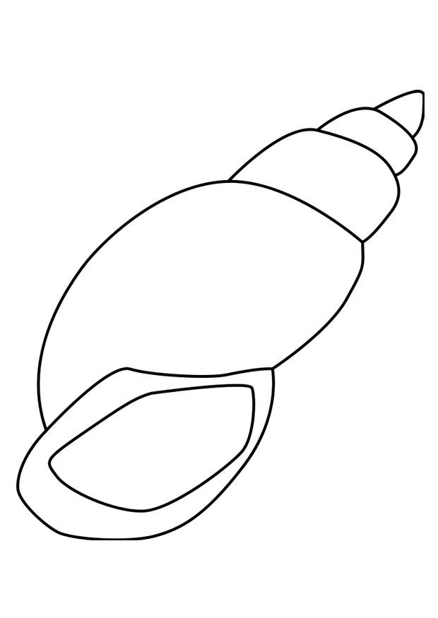 conchiglia di lumaca Disegno da colorare conchiglia di lumaca