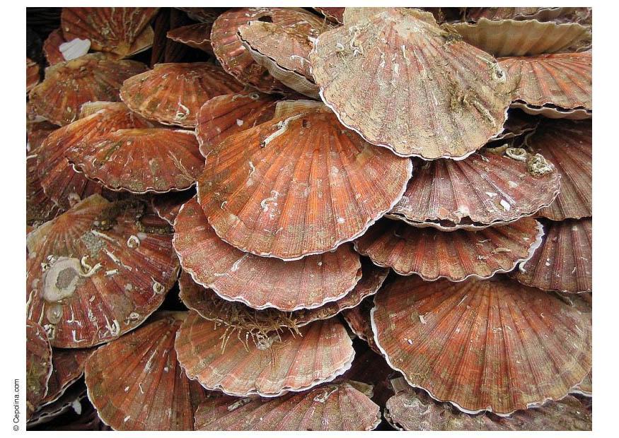 conchiglie saint jacques Foto conchiglie saint jacques