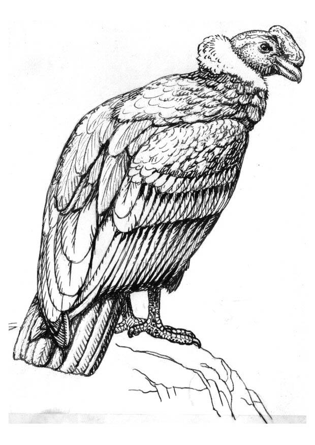 condor Disegno da colorare condor