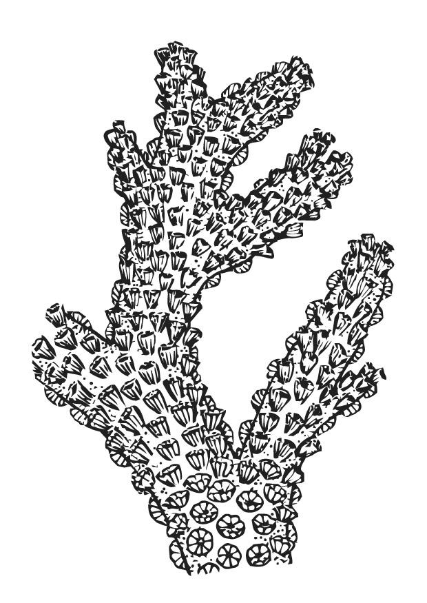 corallo Disegno da colorare corallo