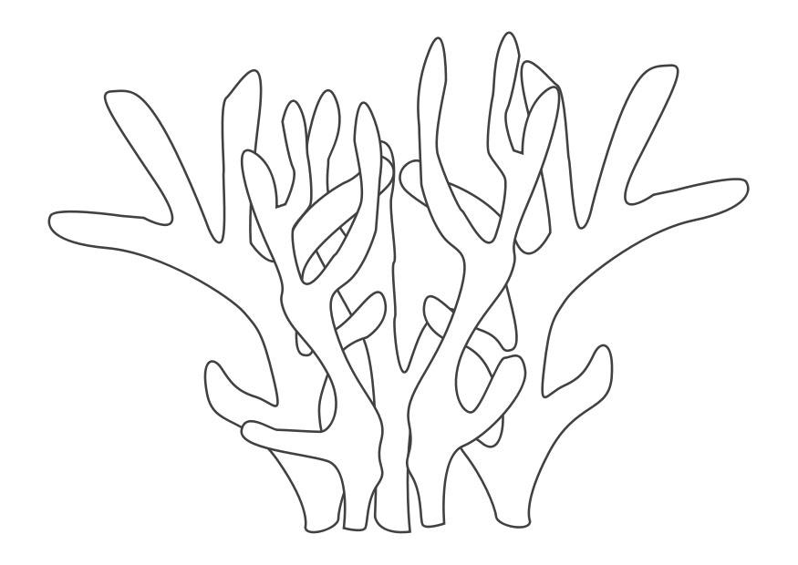 corallo Disegno da colorare corallo