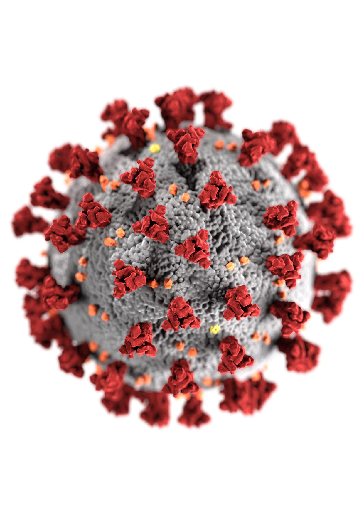 immagine coronavirus