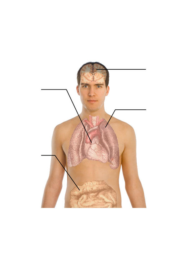 corpo umano immagine corpo umano