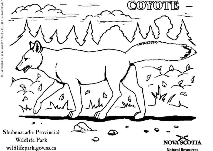 coyote Disegno da colorare coyote