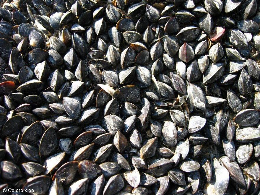 cozze 3 Foto cozze 3