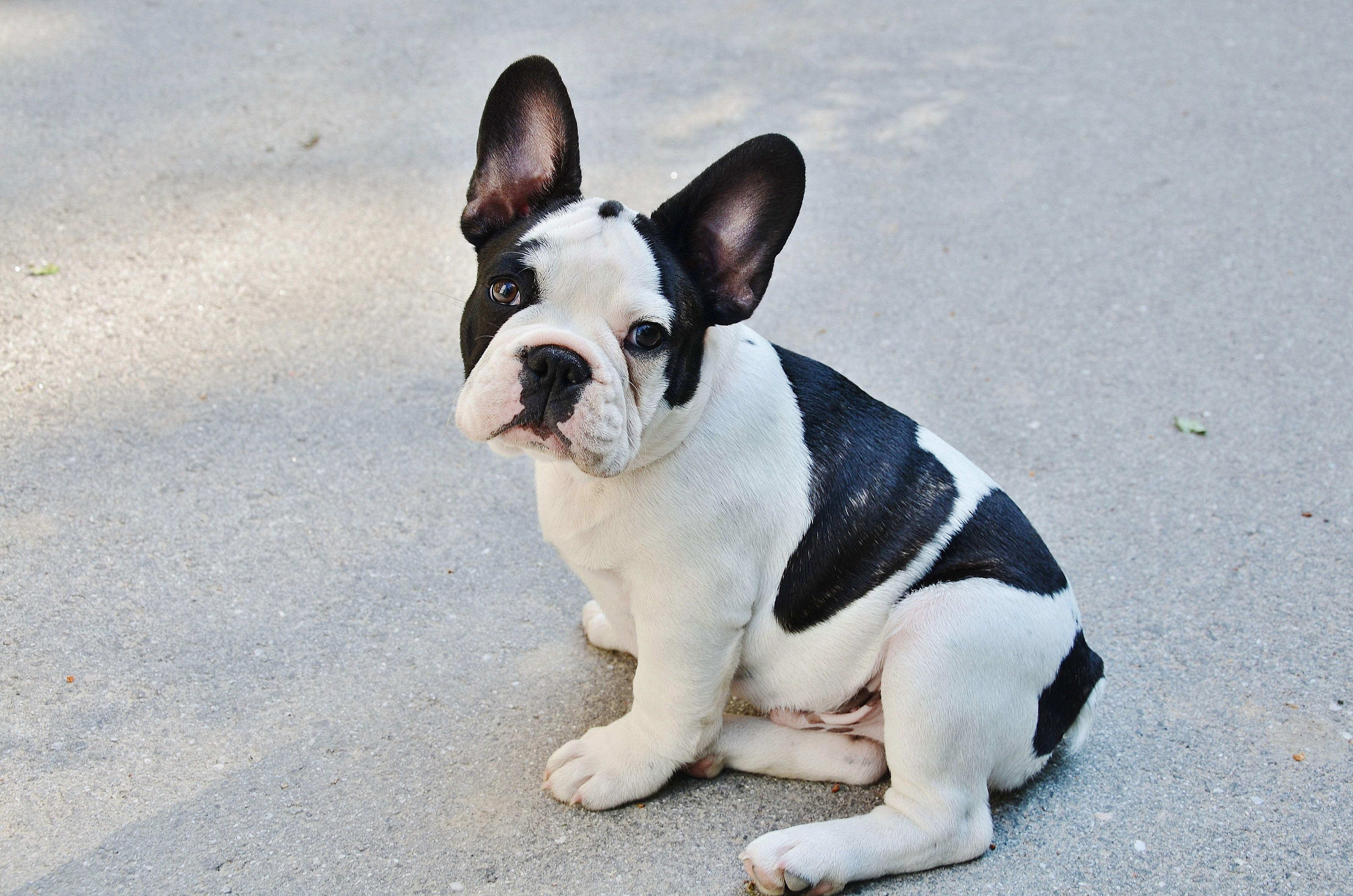 cucciolo - bulldog francese Foto cucciolo - bulldog francese