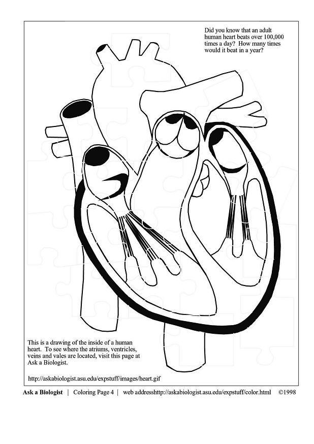 cuore Disegno da colorare cuore
