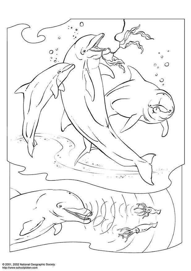 delfini Disegno da colorare delfini