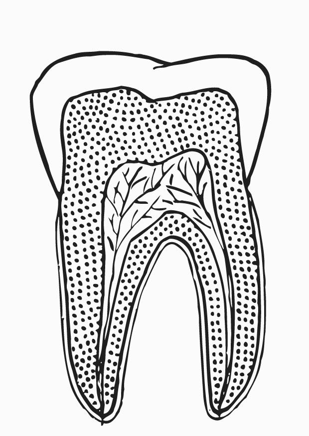 dente sezionato Disegno da colorare dente sezionato