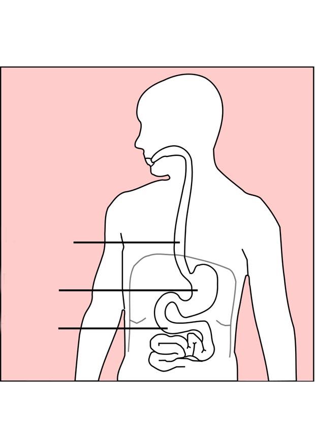 digestione immagine digestione