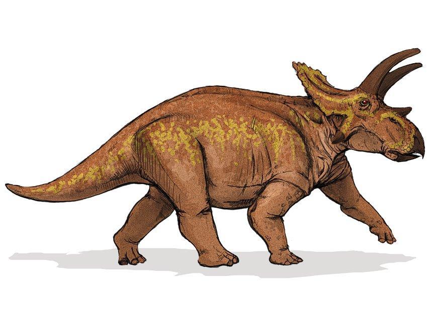 dinosauro anchiceratops immagine dinosauro anchiceratops