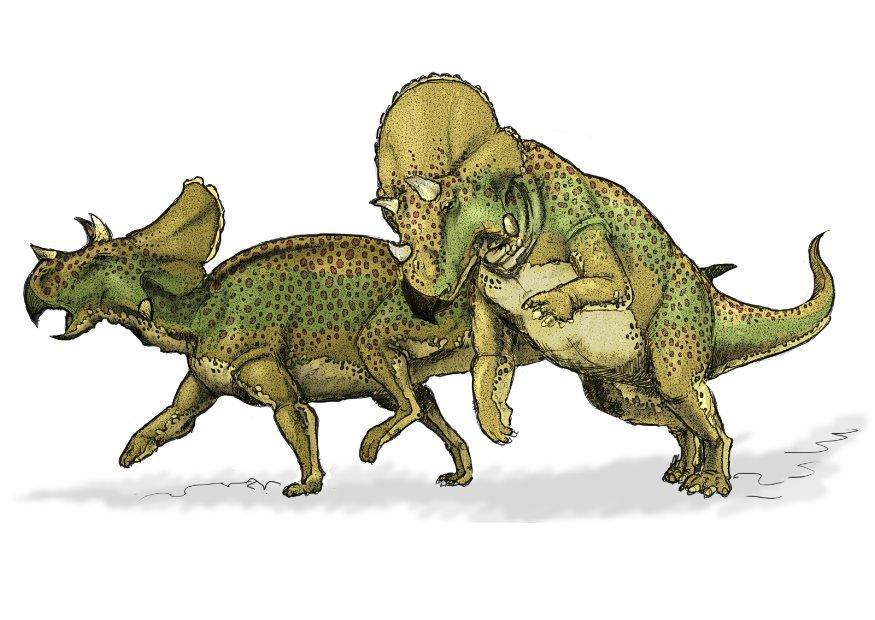 dinosauro avaceratops immagine dinosauro avaceratops