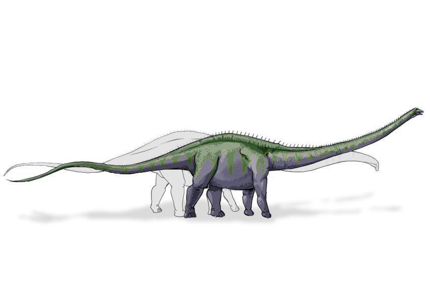 dinosauro supersauro immagine dinosauro supersauro