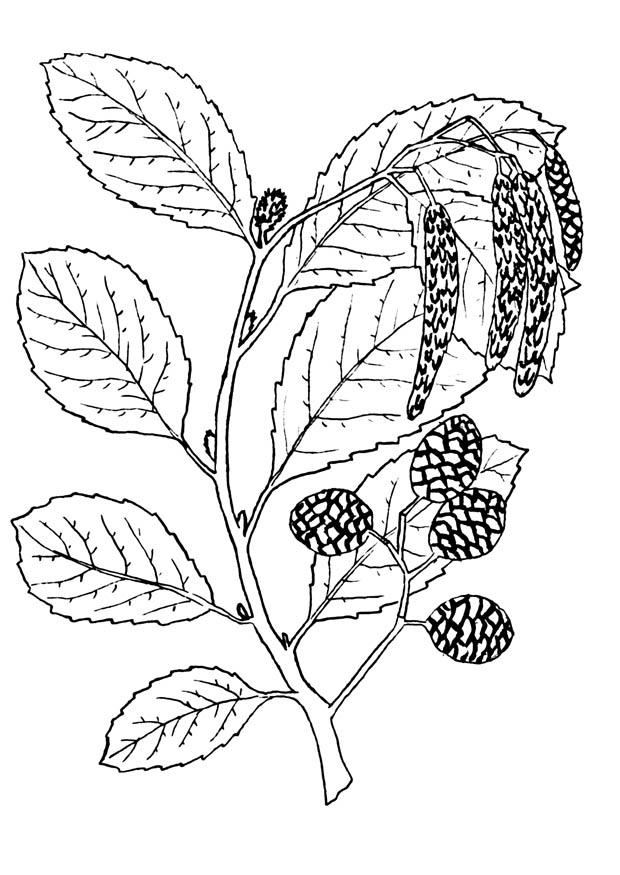 Disegno da colorare albero - aliso