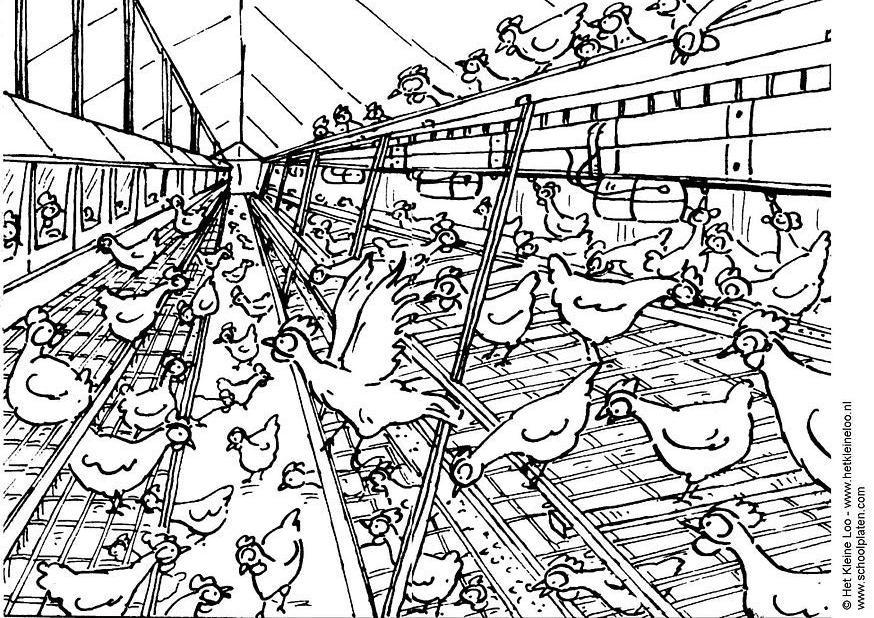 Disegno da colorare allevamento galline