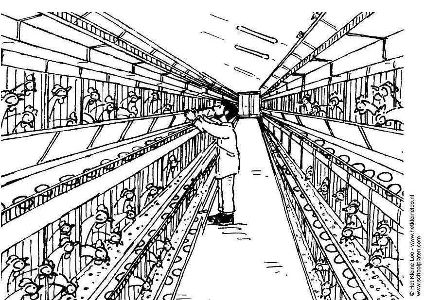 Disegno da colorare allevamento in gabbia