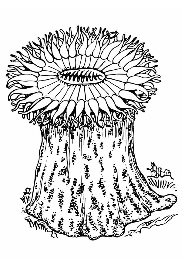 Disegno da colorare anemone
