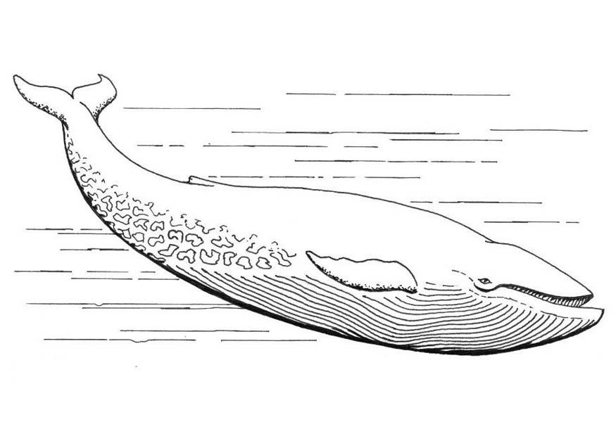 Disegno da colorare balena azzurra