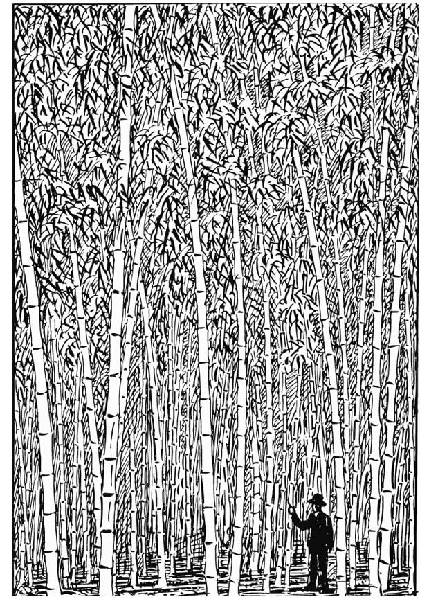 Disegno da colorare bambu