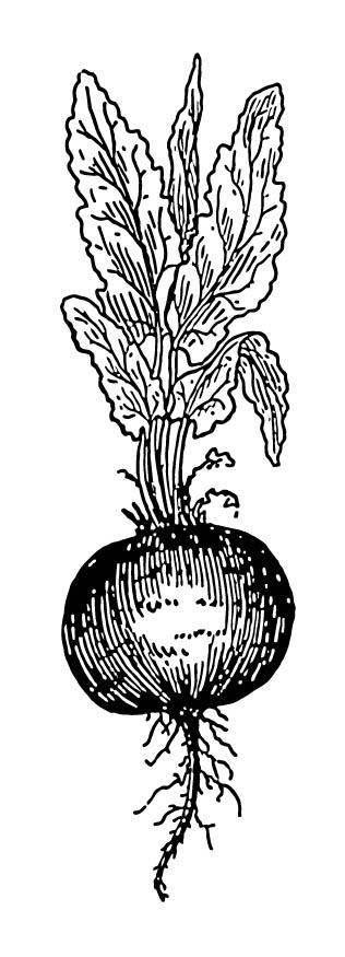Disegno da colorare barbabietola