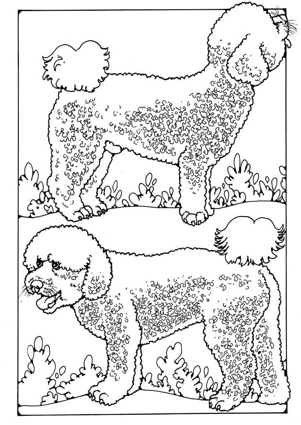 Disegno da colorare barboncini