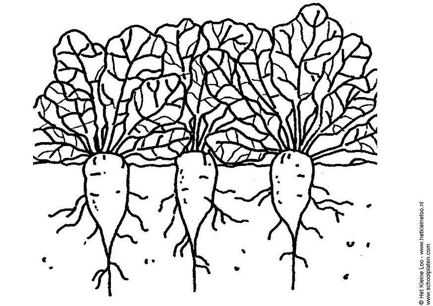 Disegno da colorare bietole da zucchero