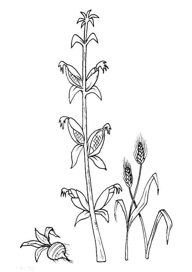 Disegno da colorare bietole mais grano