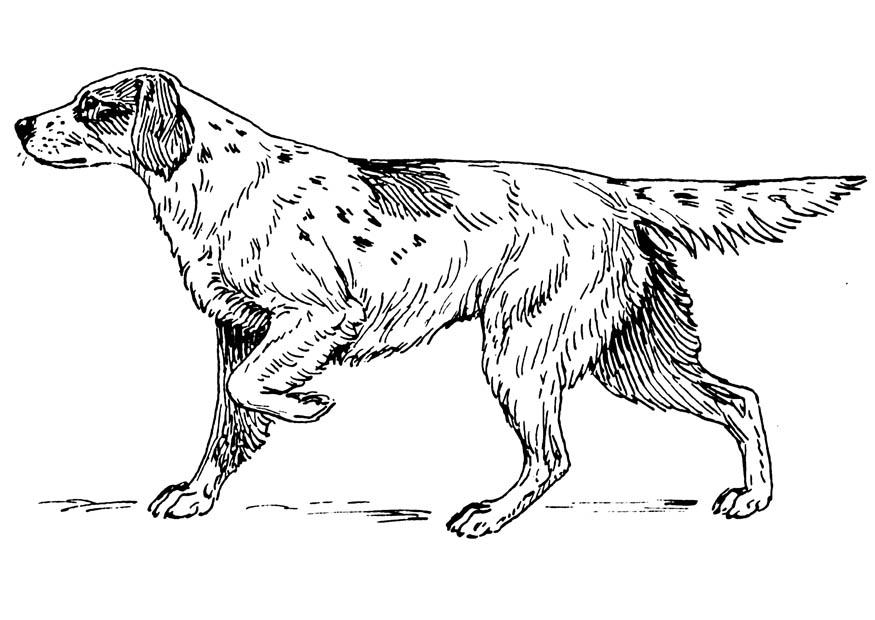 Disegno da colorare cane - setter