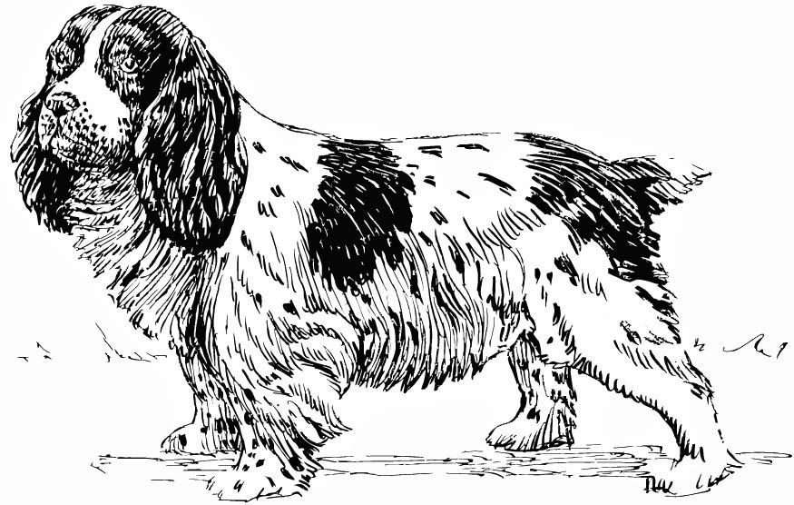 Disegno da colorare cane - spaniel