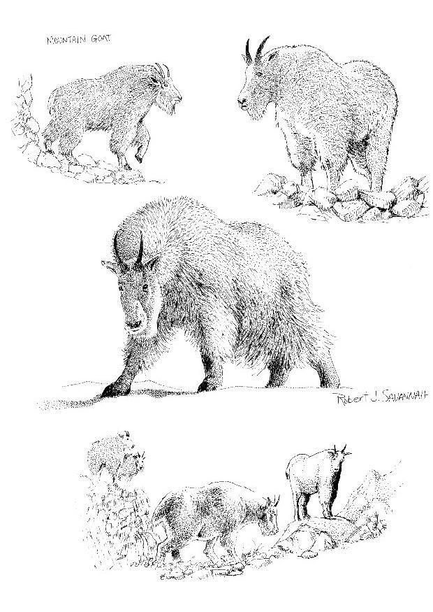 Disegno da colorare capra di montagna