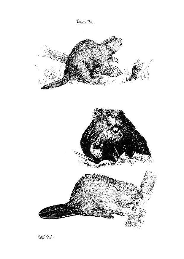Disegno da colorare castori