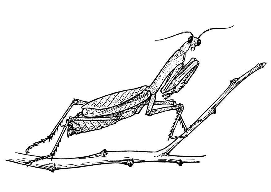 Disegno da colorare cavaletta - mantide