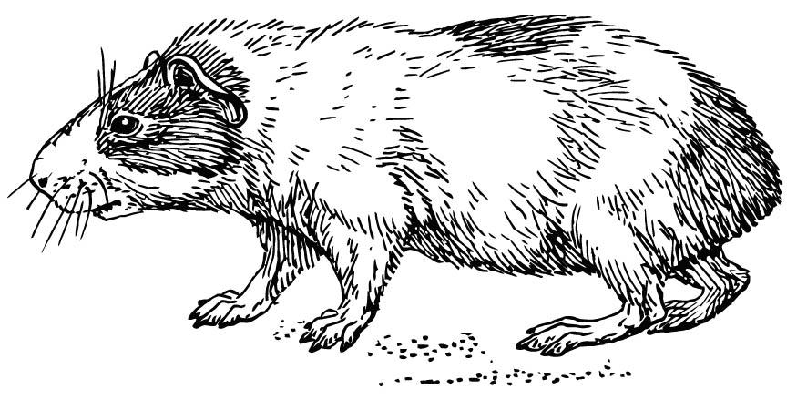Disegno da colorare cavia