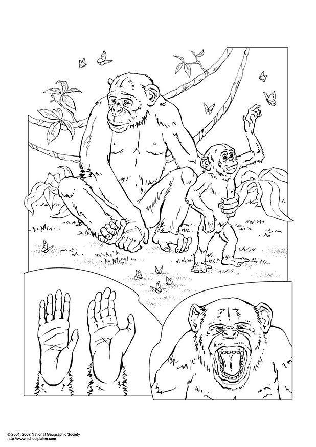 Disegno da colorare chimpanzee