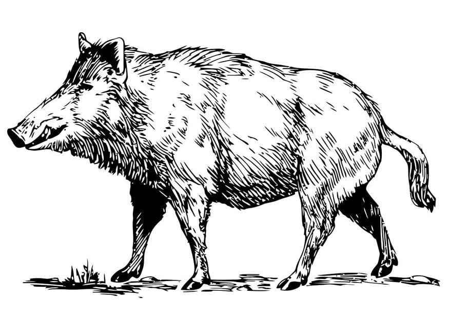 Disegno da colorare cinghiale